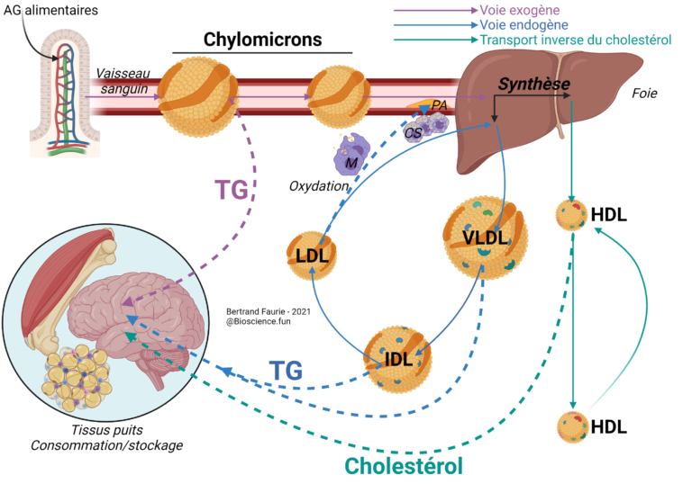 Lipides02 Les Lipoprotéines – Bioscience.fun